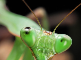 Hierodula membranacea - Old boy.