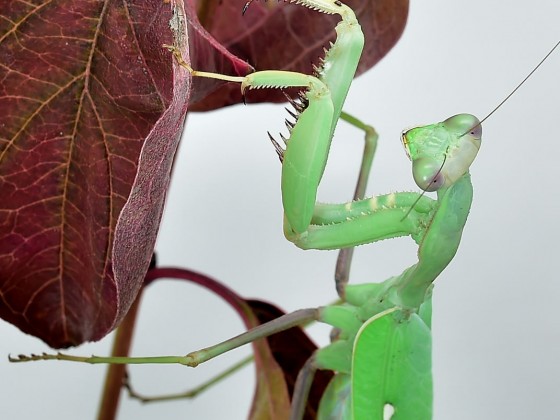 Sphodromantis viridis