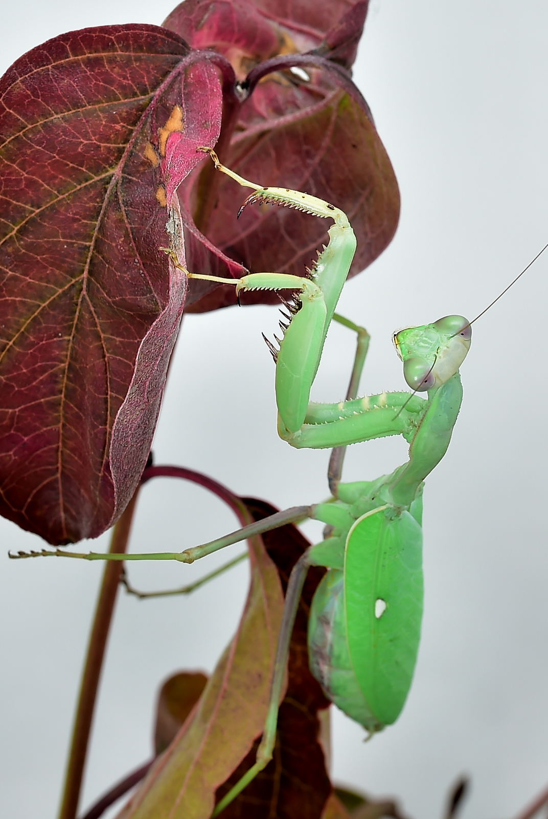 Sphodromantis viridis