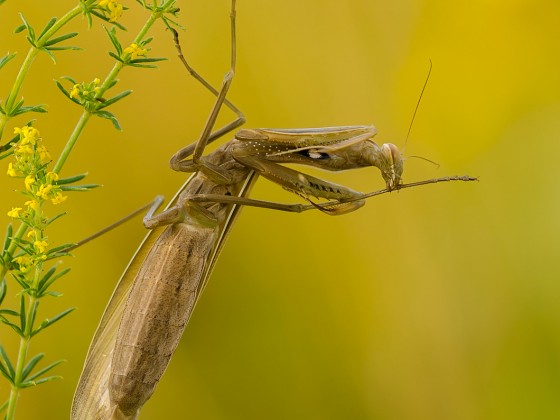 Mantis religiosa, 0.1 adult