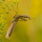 Mantis religiosa, 0.1 adult