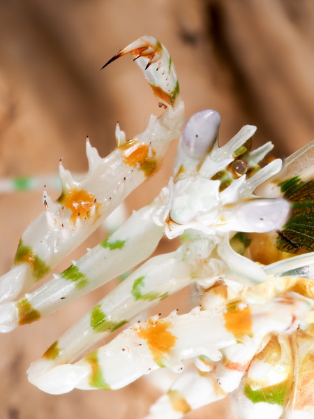 Pseudcreobotra wahlbergii Male Portrait