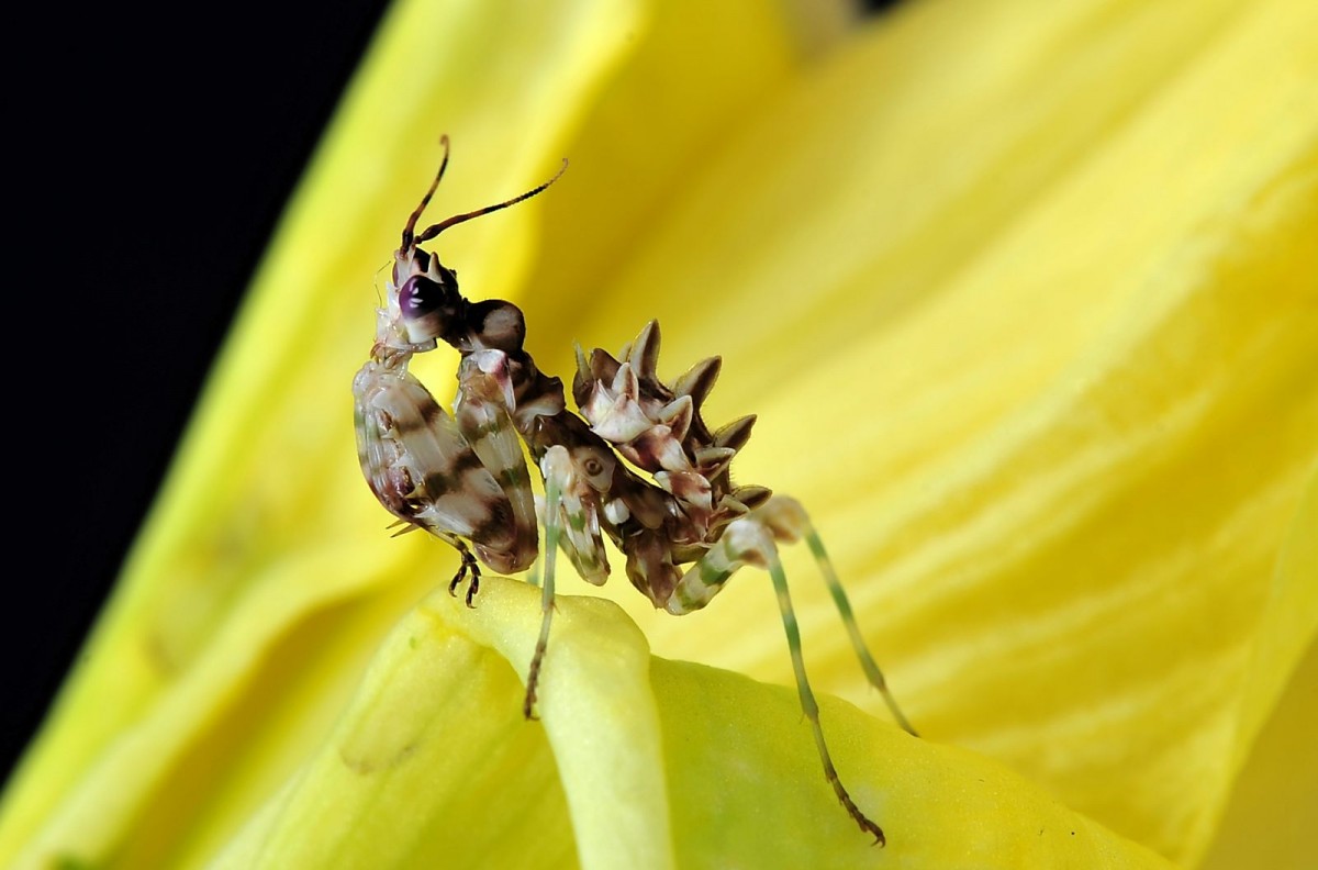 Pseudocreobotra wahlbergii