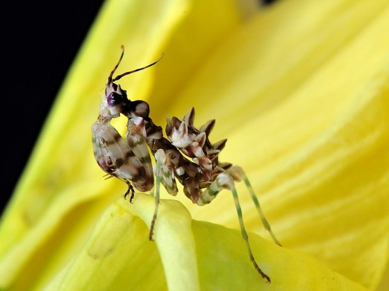 Pseudocreobotra wahlbergii