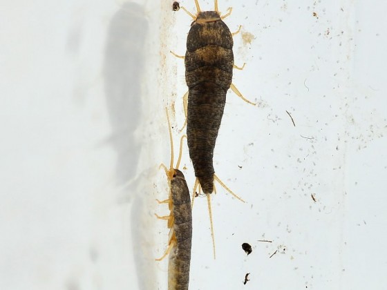 Lepisma saccharina