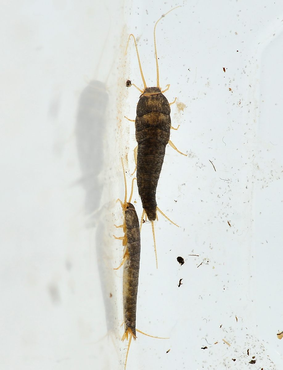 Lepisma saccharina