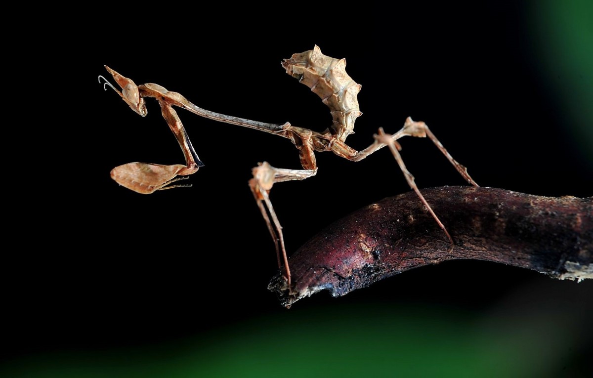 Gongylus gongylodes