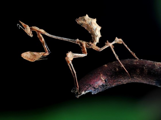 Gongylus gongylodes