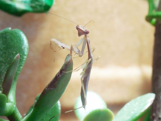 Polyspilota cf. aeruginosa