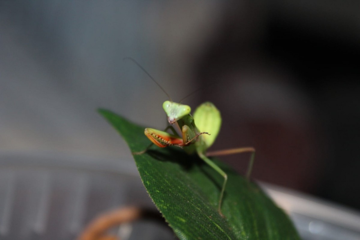 Hierodula majuscula