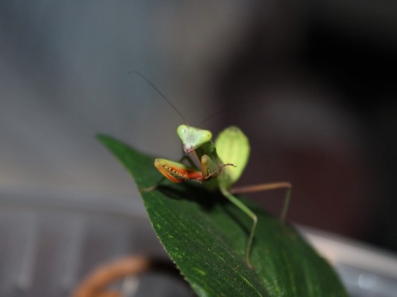 Hierodula majuscula