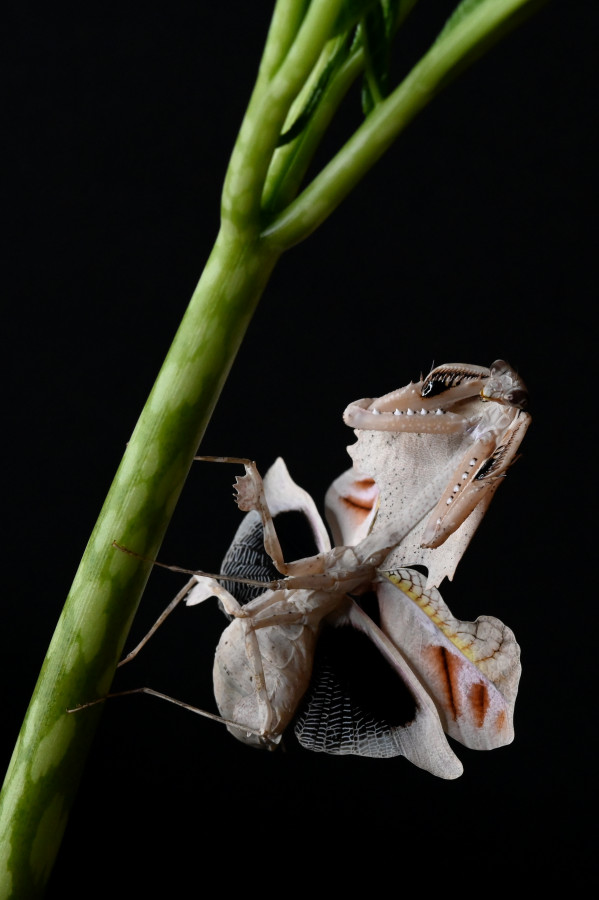 Deroplatys trigonodera (IGM 328)