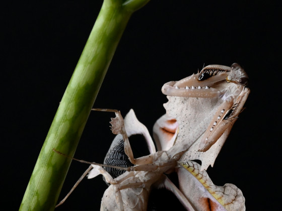 Deroplatys trigonodera (IGM 328)