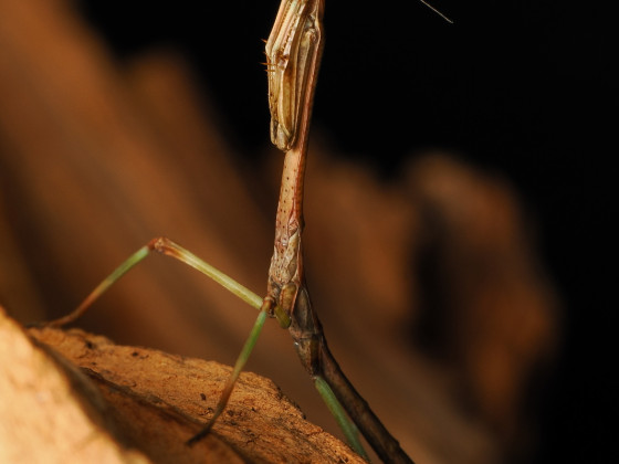 Heterochaeta orientalis L3 Nymph