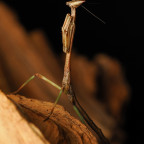 Heterochaeta orientalis L3 Nymph