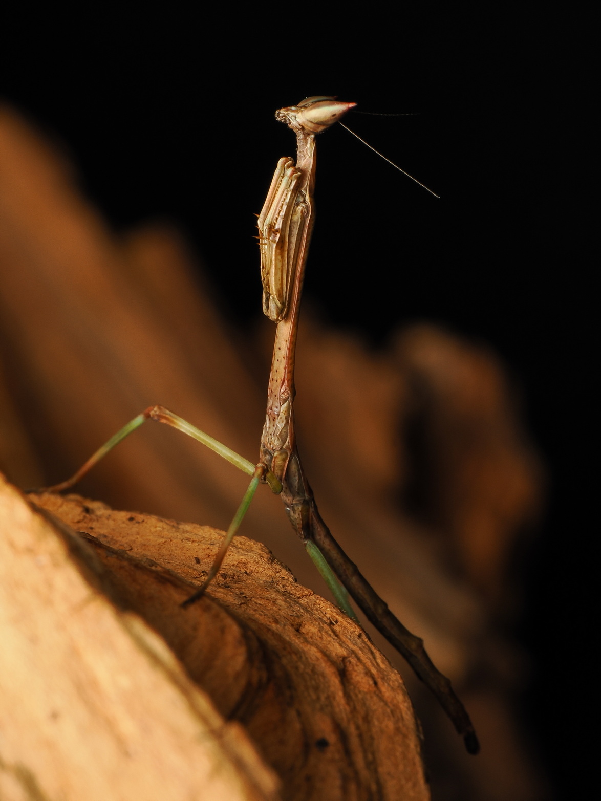 Heterochaeta orientalis L3 Nymph