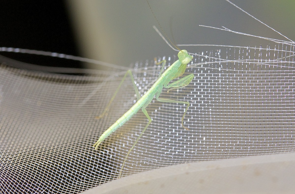 Tropidomantis sp. "Malaysia"