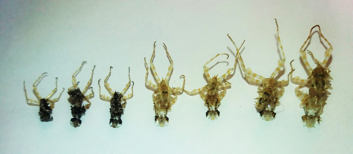 Pseudocreobotra wahlbergii, Exuvien