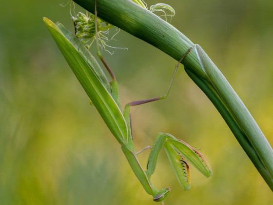 Mantis religiosa, 0.1,adult