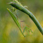 Mantis religiosa, 0.1,adult