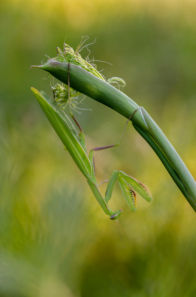 Mantis religiosa, 0.1,adult