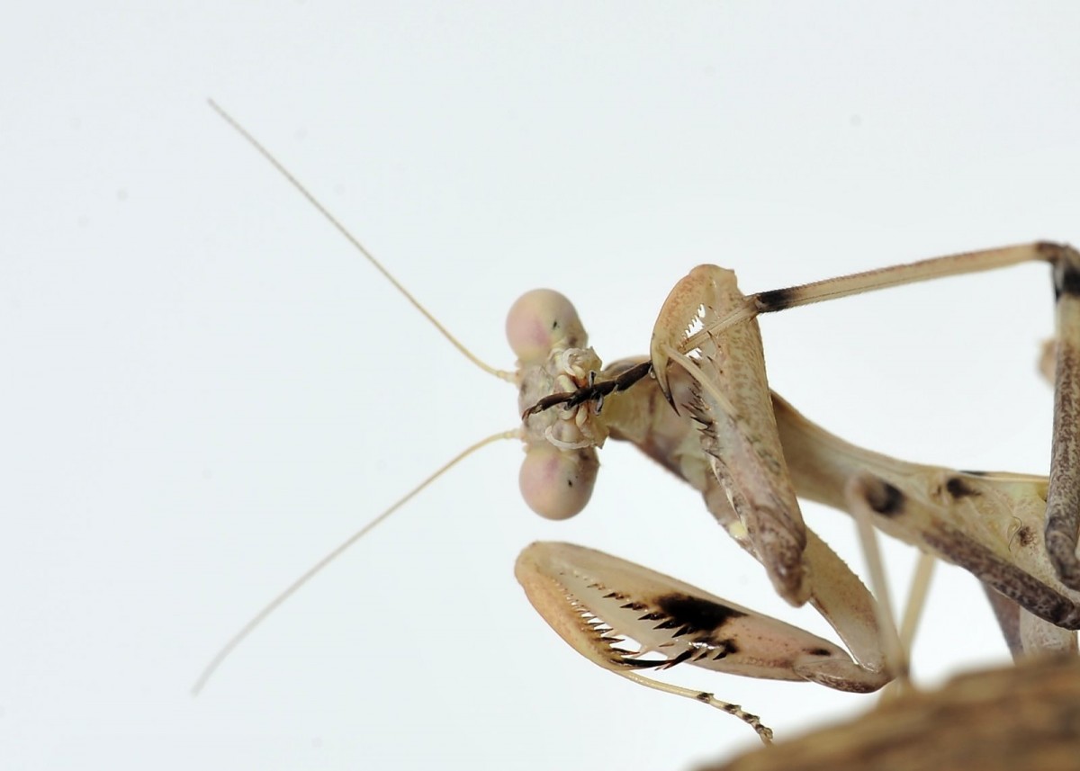 Sphodromantis viridis