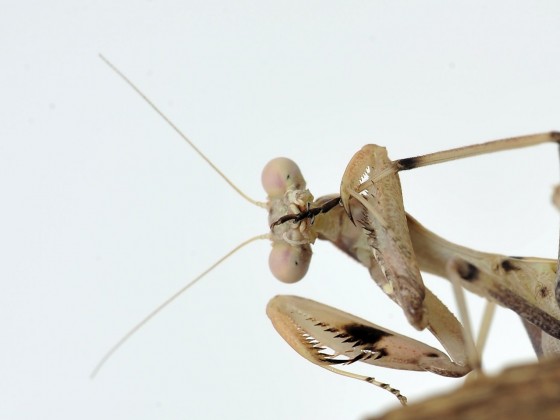 Sphodromantis viridis