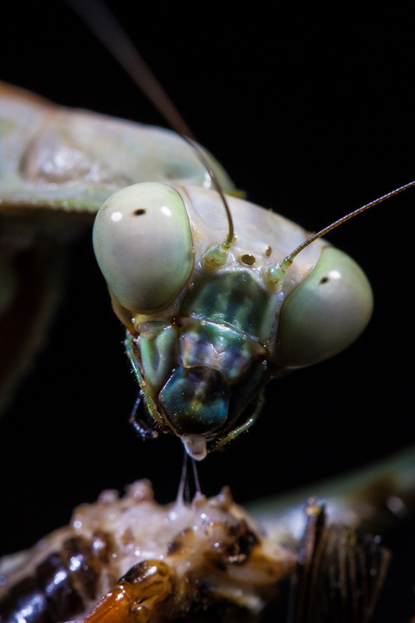 Plistospilota Guineensis Portrait