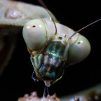 Plistospilota Guineensis Portrait