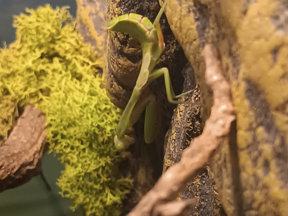 Hierodula majuscula Weibchen (L6)