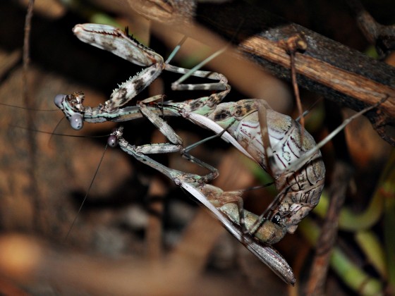 Parasphendale sp. Verpaarung