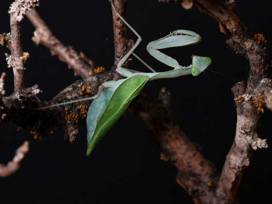 Sphodromantis aurea (IGM-341)