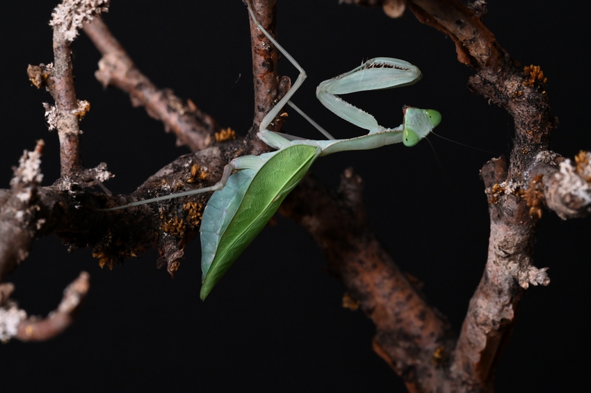 Sphodromantis aurea (IGM-341)