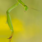 Mantis religiosa, 0.1 adult