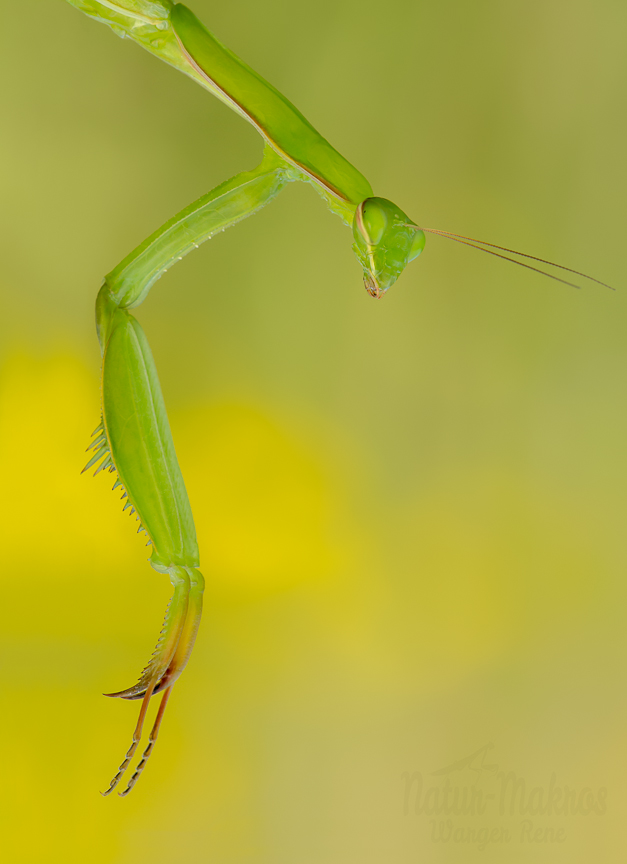 Mantis religiosa, 0.1 adult