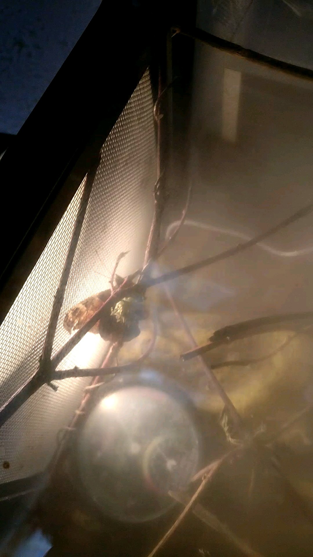 Pseudocreobotra wahlbergii frisst Schmetterling