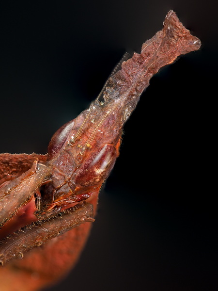 Phyllocrania Paradoxa Female