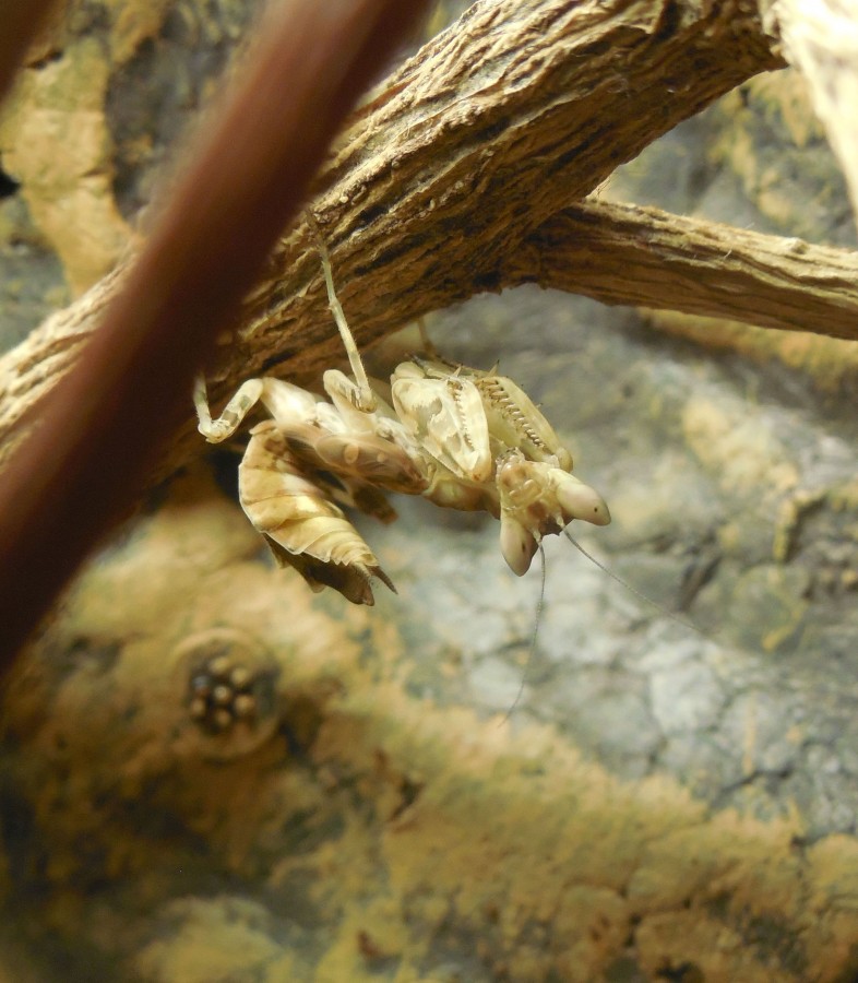 Creobroter gemmatus L5