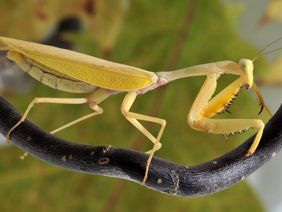 Hierodula spec. Sumatra