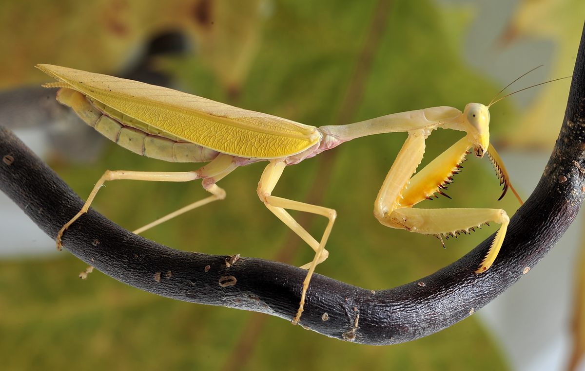 Hierodula spec. Sumatra