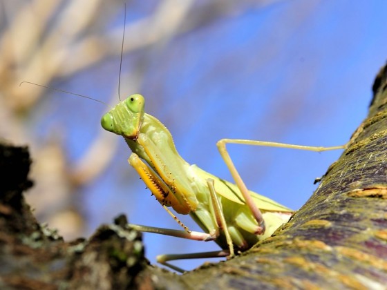 Sphodromantis lineola