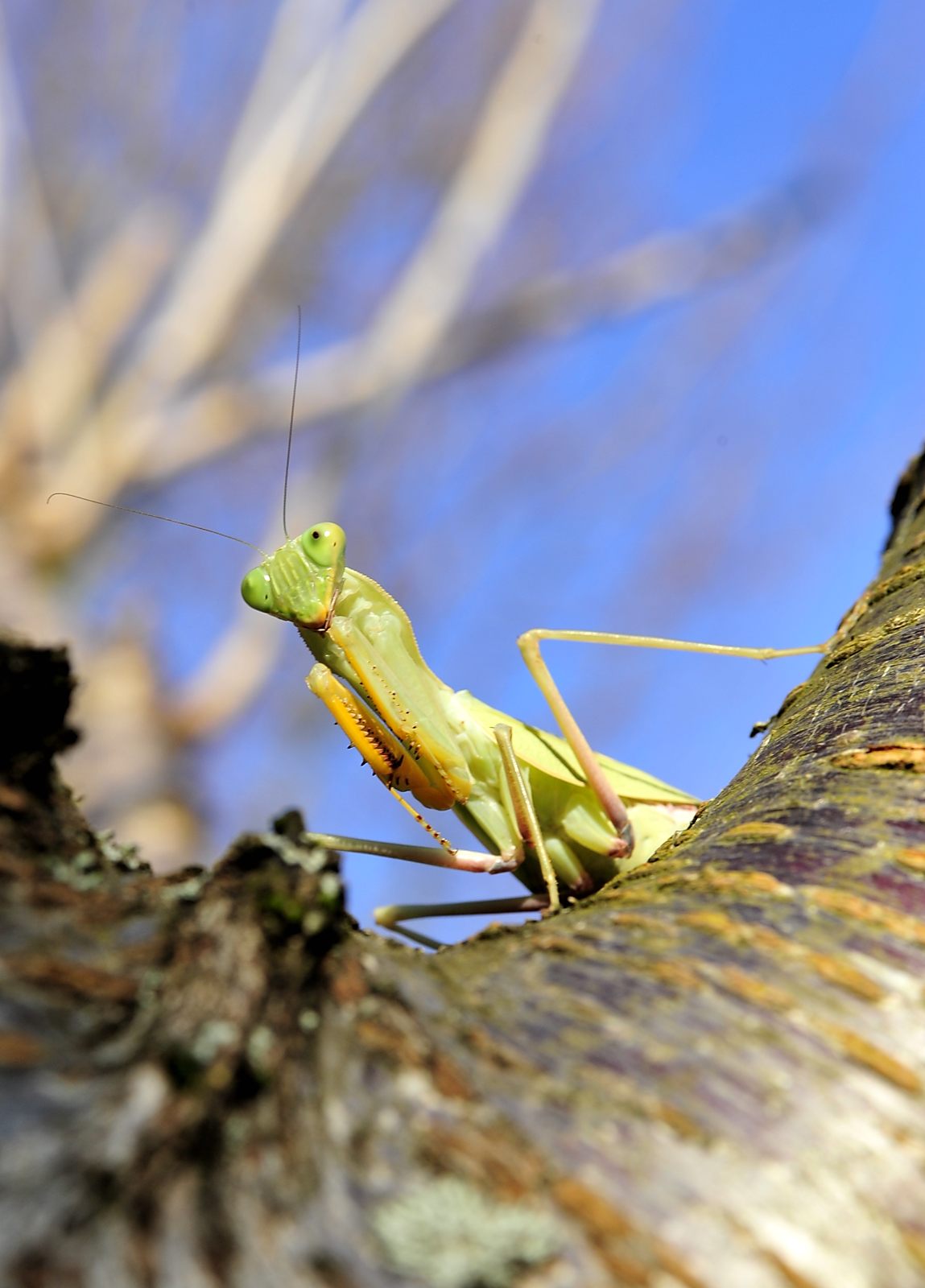 Sphodromantis lineola