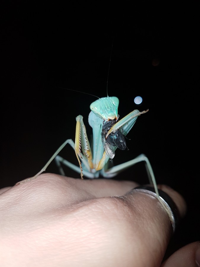 Sphodromantis gastrica Weibchen Adult