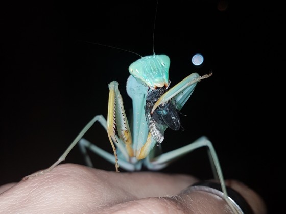 Sphodromantis gastrica Weibchen Adult