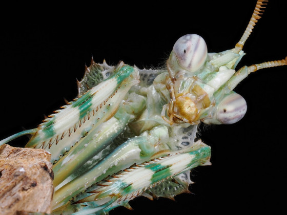 Blepharopsis mendica Männchen Portrait