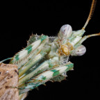 Blepharopsis mendica Männchen Portrait