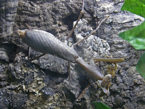 Sphodromantis viridis