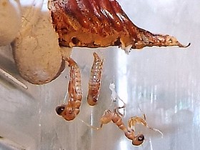 Acontista muticolour Schlupf