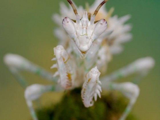 Pseudocreobotra wahlbergii 1.0, subadult