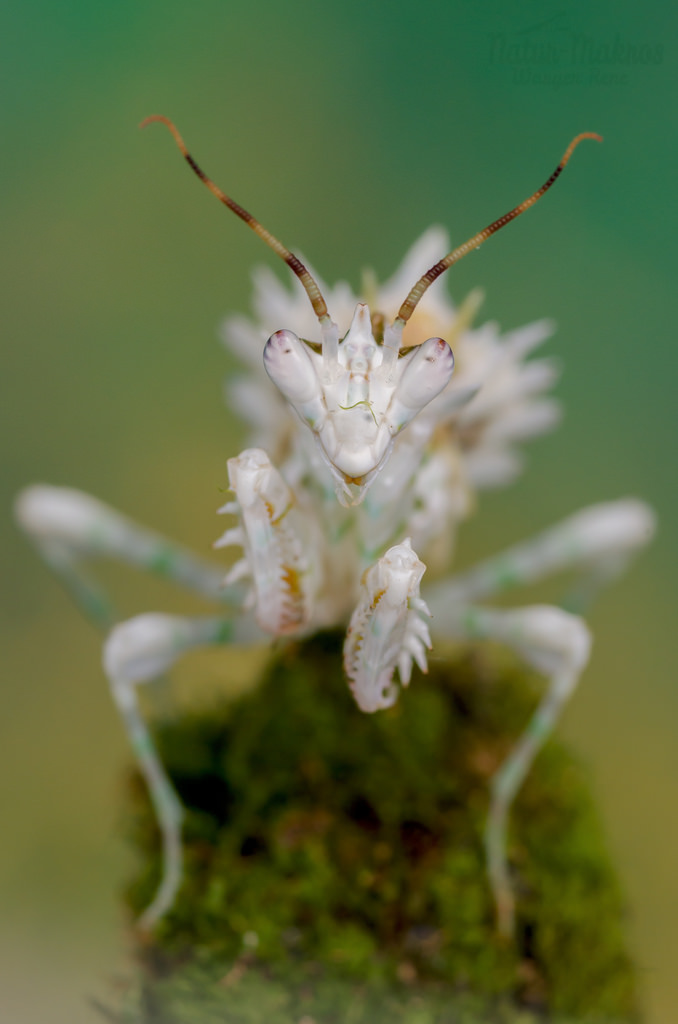 Pseudocreobotra wahlbergii 1.0, subadult